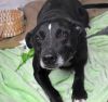 Jack photo 1