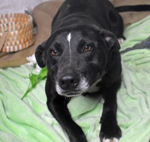 Jack, Adult Male Hound