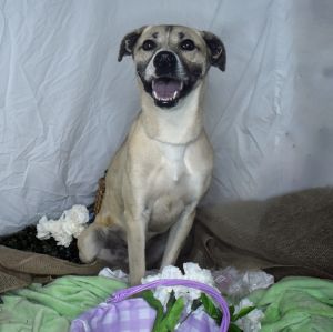 Kristoff, Adult Male Akita