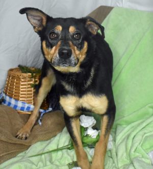 Punkin, Adult Female German Shepherd Dog