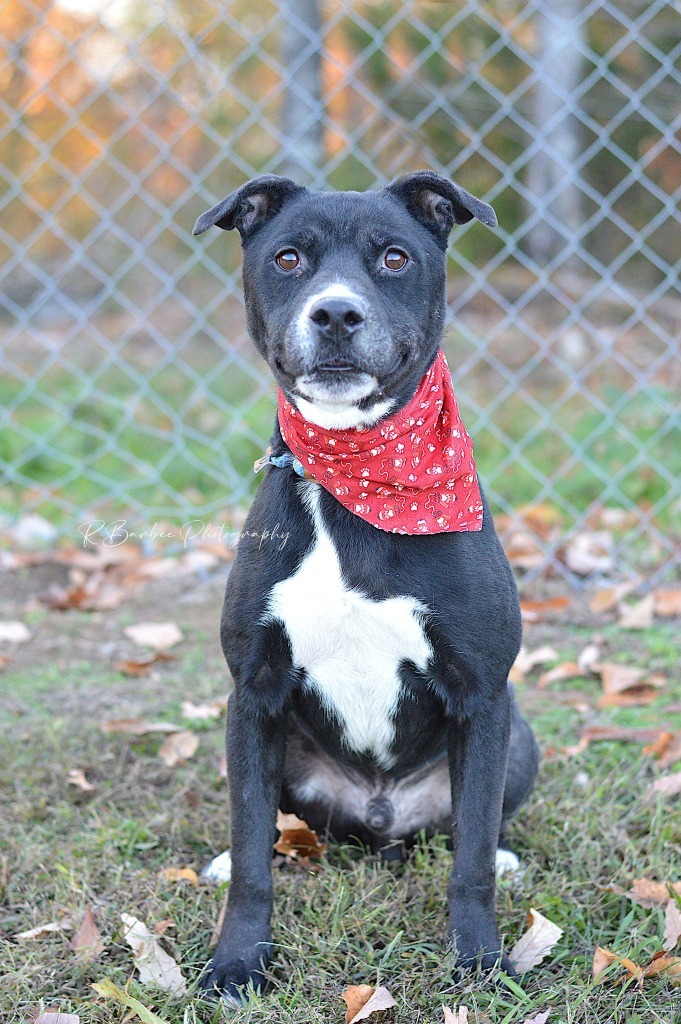 Boyd - Adoptable, an adoptable Affenpinscher, Terrier in Chickamauga , GA, 30707 | Photo Image 1