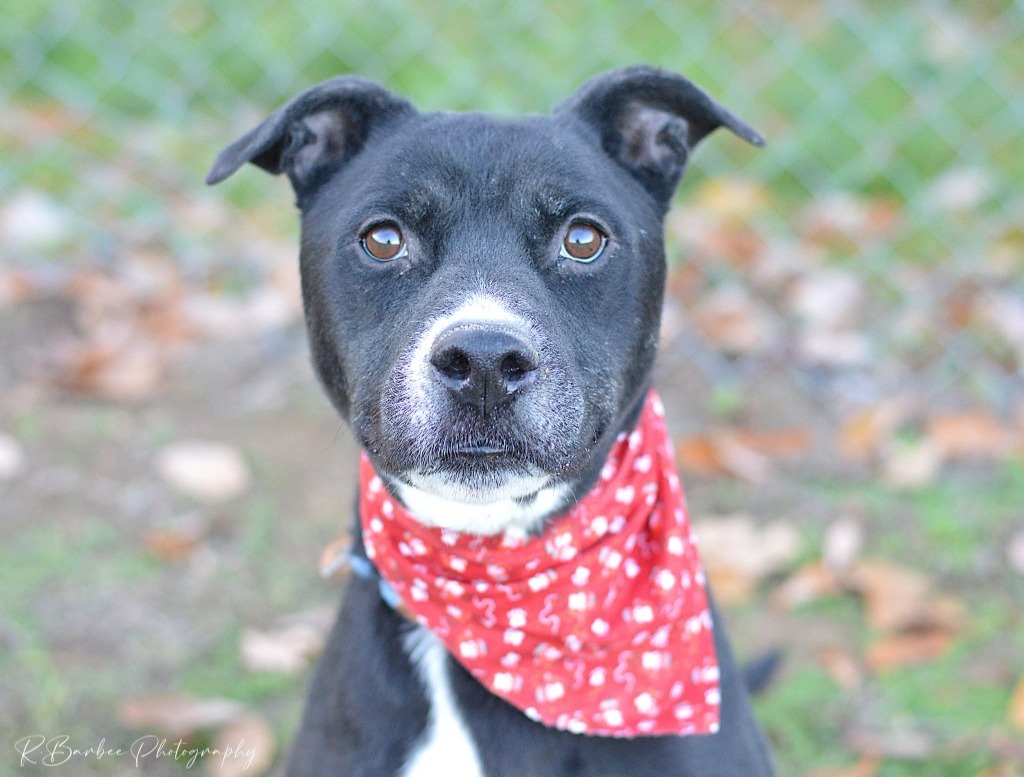 Boyd - Adoptable, an adoptable Affenpinscher, Terrier in Chickamauga , GA, 30707 | Photo Image 2