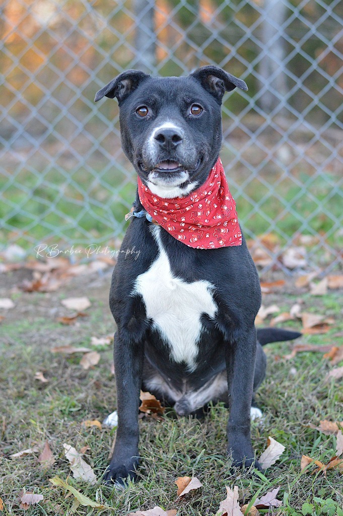 Boyd - Adoptable, an adoptable Affenpinscher, Terrier in Chickamauga , GA, 30707 | Photo Image 3