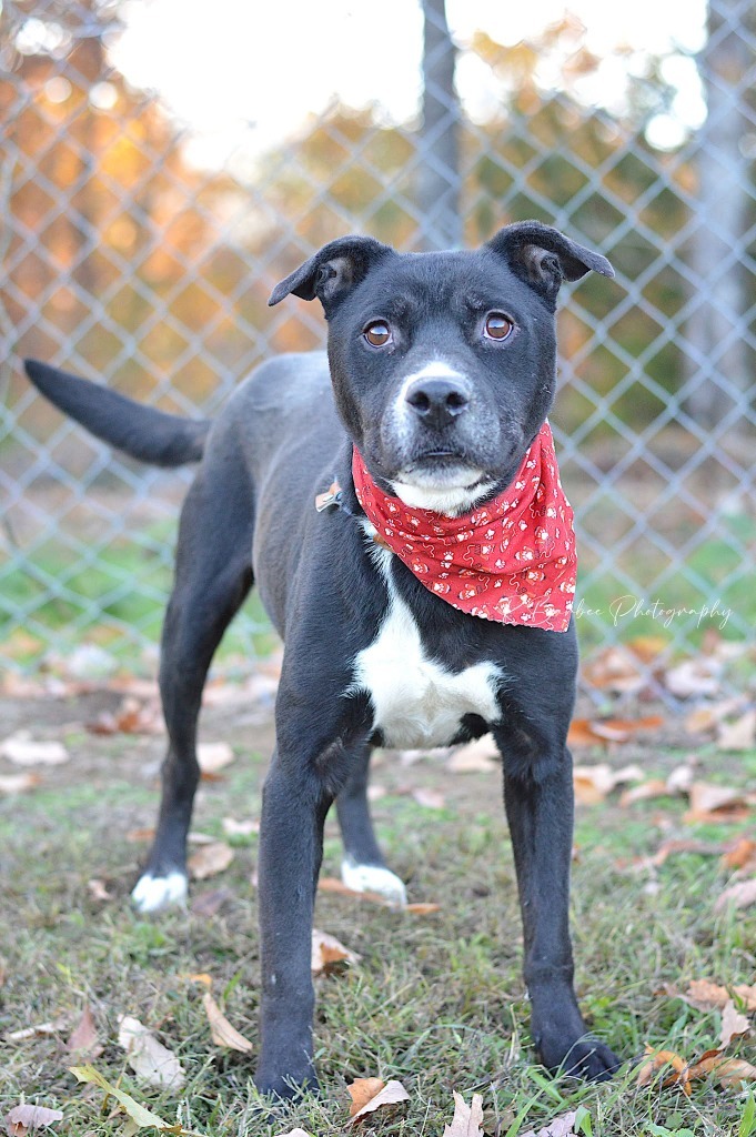 Boyd - Adoptable, an adoptable Affenpinscher, Terrier in Chickamauga , GA, 30707 | Photo Image 4