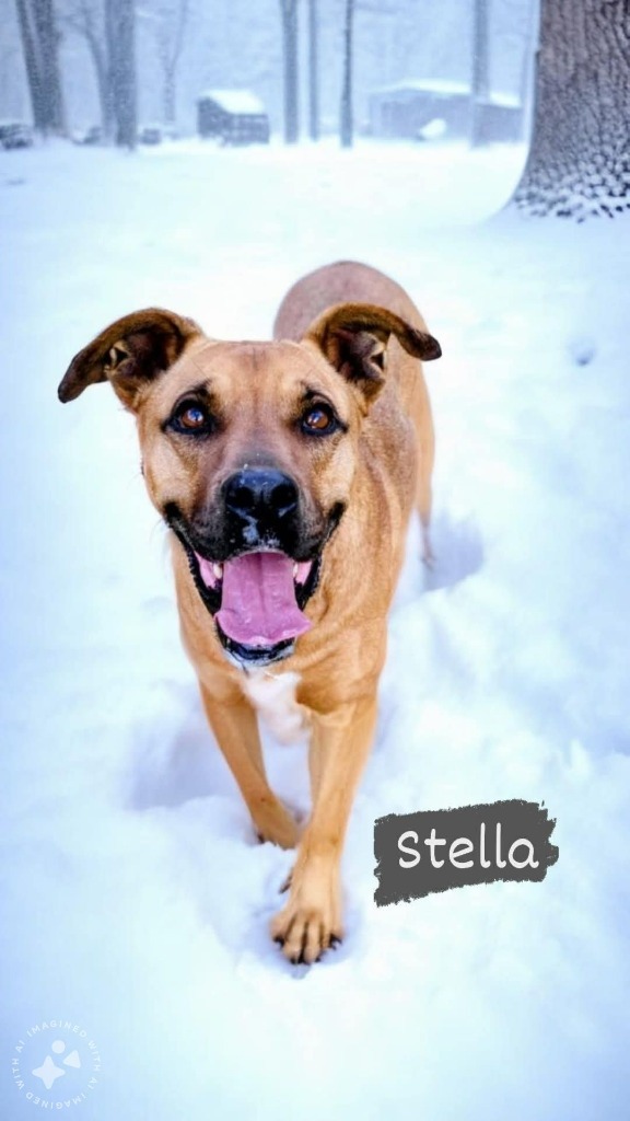 STELLA