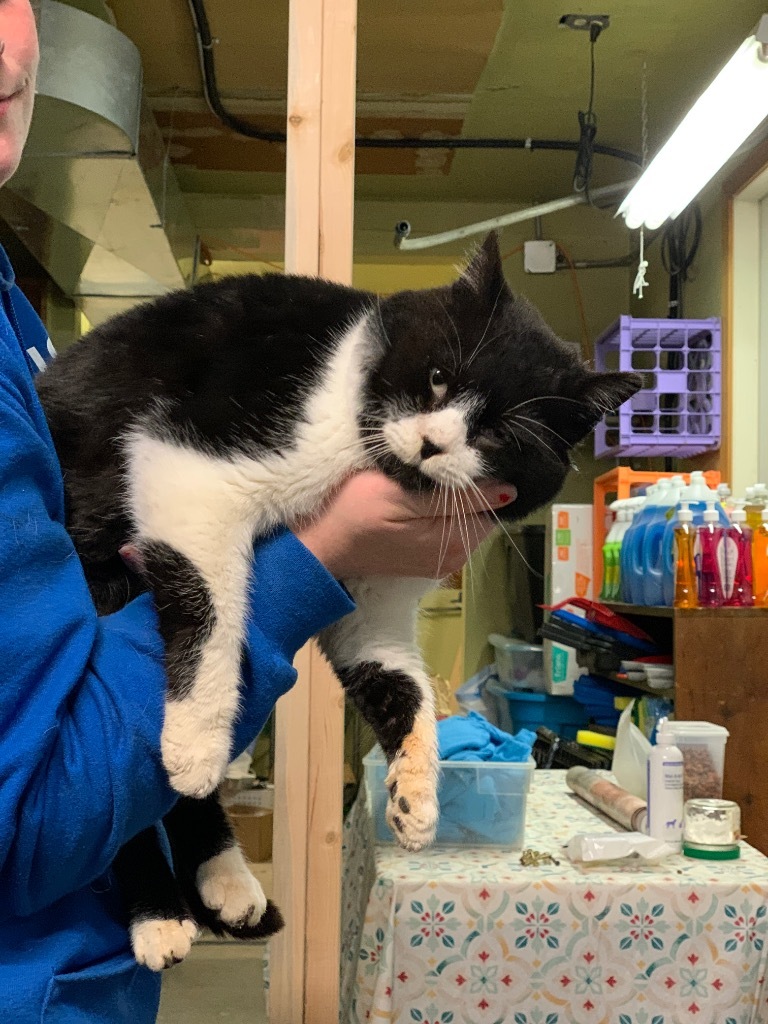 Booties, an adoptable Domestic Short Hair in Algona, IA, 50511 | Photo Image 2
