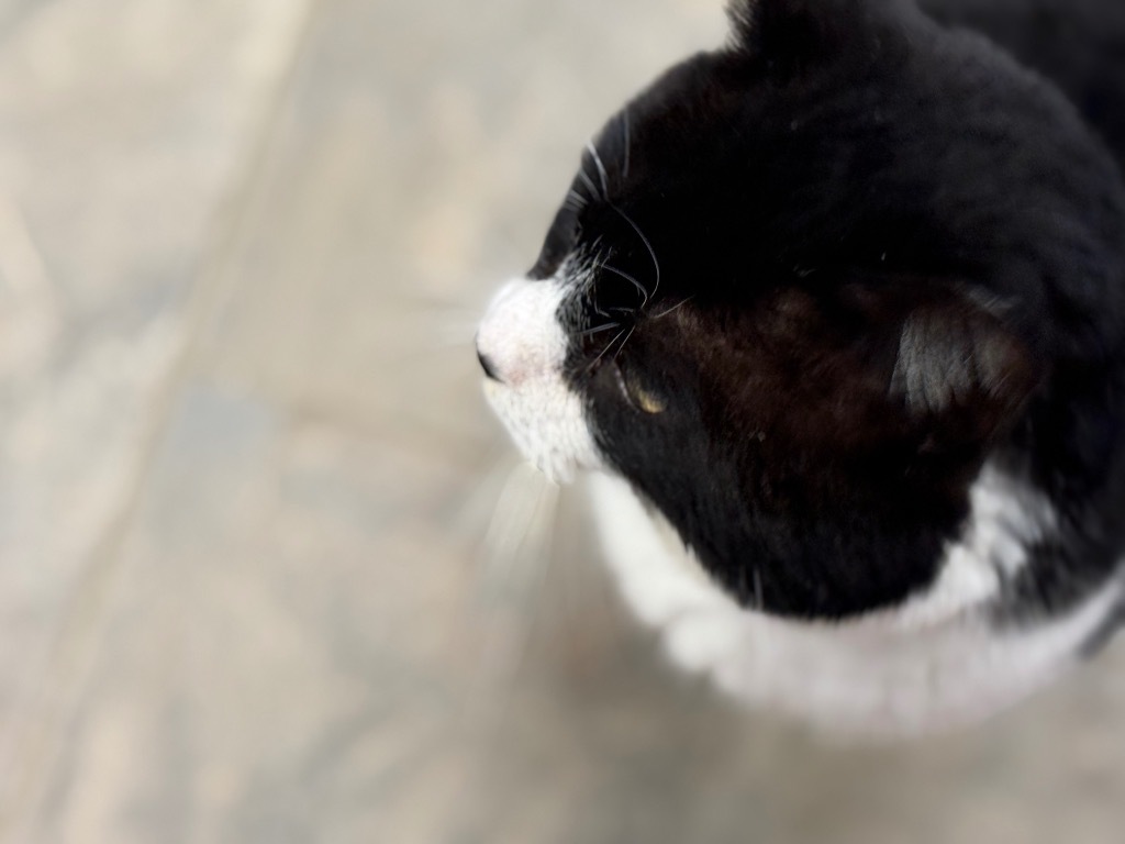 Booties, an adoptable Domestic Short Hair in Algona, IA, 50511 | Photo Image 3