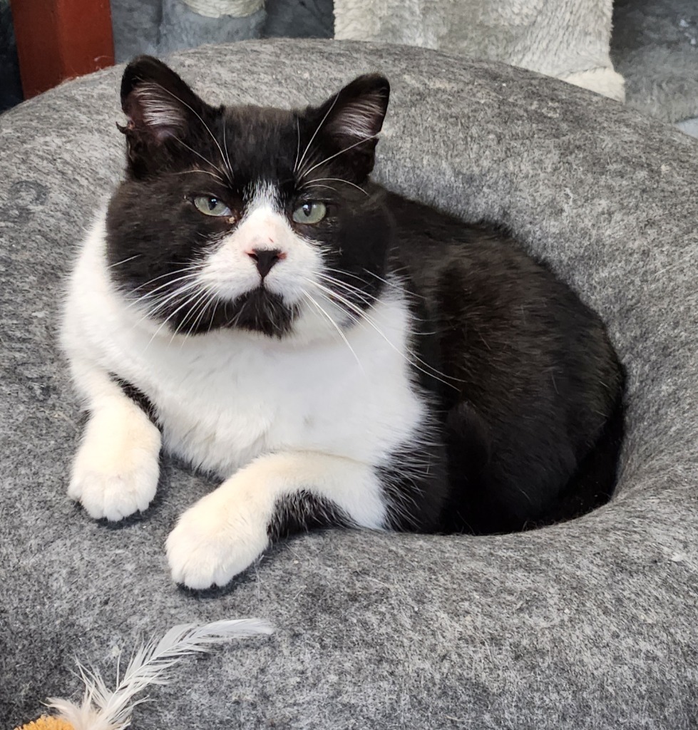 Booties, an adoptable Domestic Short Hair in Algona, IA, 50511 | Photo Image 5