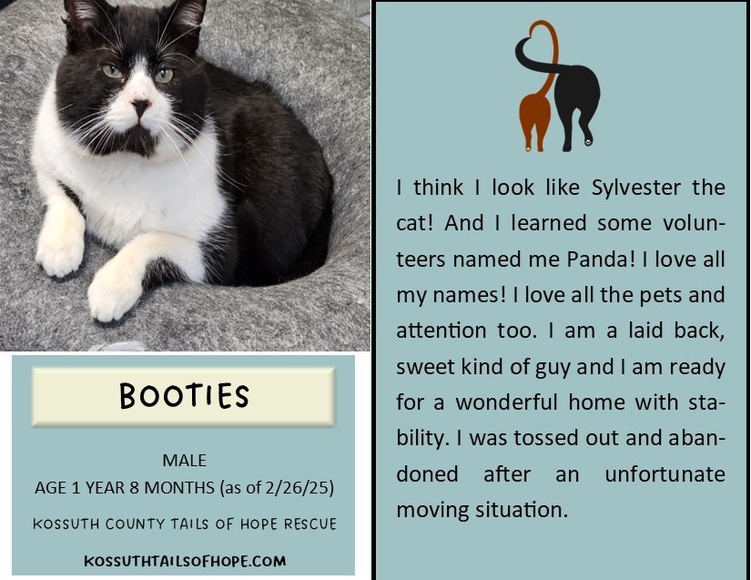 Booties, an adoptable Domestic Short Hair in Algona, IA, 50511 | Photo Image 6