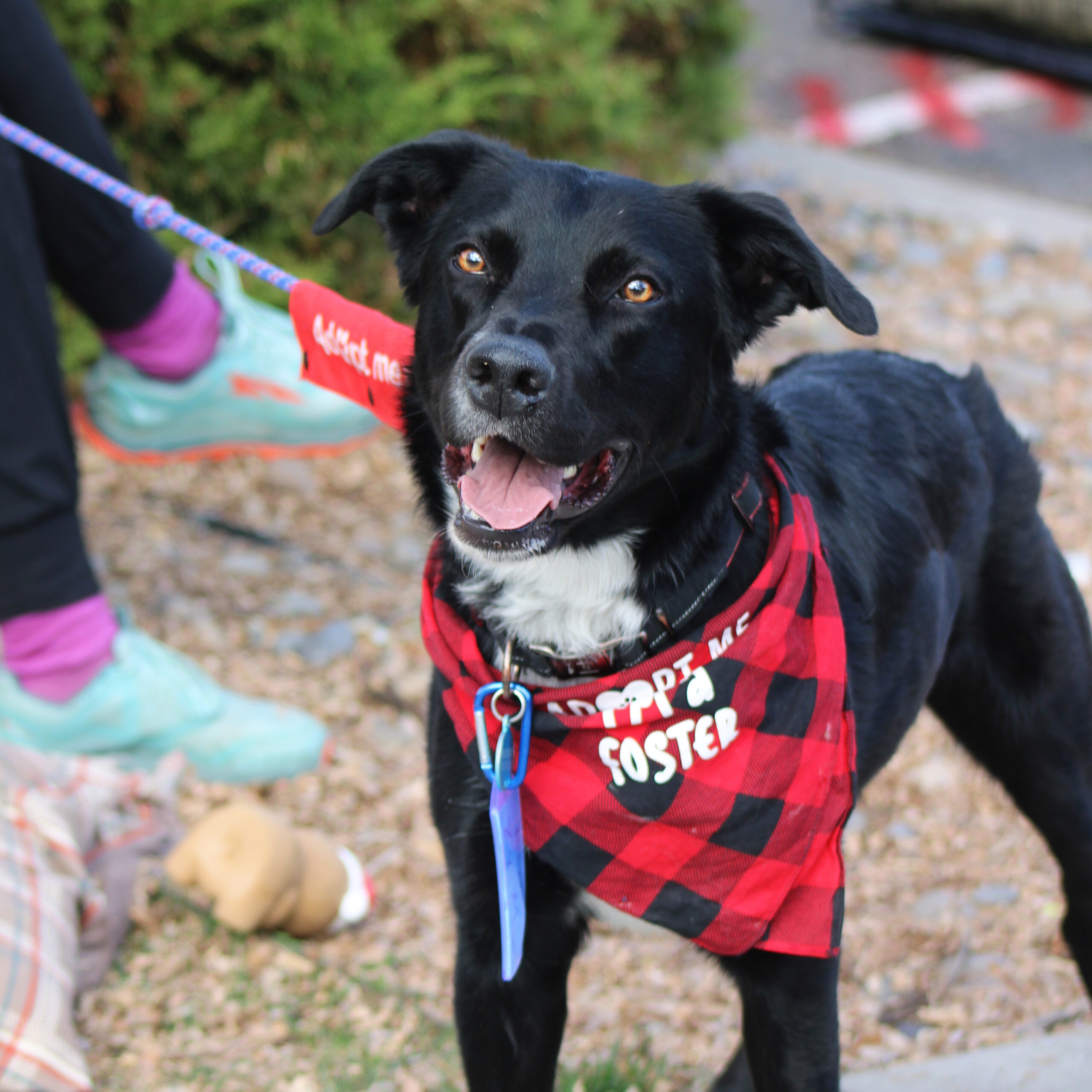 Reno, an adoptable Black Labrador Retriever, Border Collie in Grand Junction, CO, 81503 | Photo Image 1