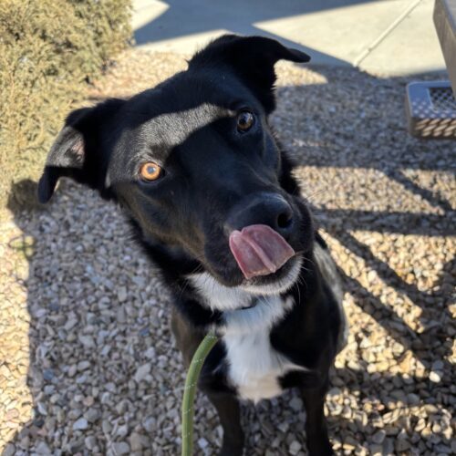 Reno, an adoptable Black Labrador Retriever, Border Collie in Grand Junction, CO, 81503 | Photo Image 2