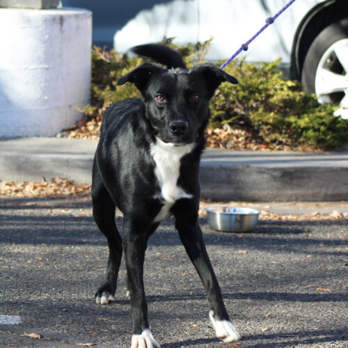Reno, an adoptable Black Labrador Retriever, Border Collie in Grand Junction, CO, 81503 | Photo Image 3