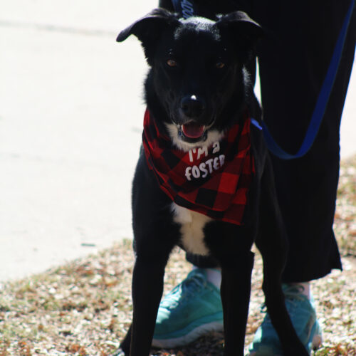 Reno, an adoptable Black Labrador Retriever, Border Collie in Grand Junction, CO, 81503 | Photo Image 4