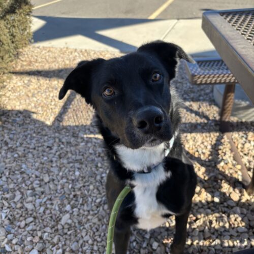 Reno, an adoptable Black Labrador Retriever, Border Collie in Grand Junction, CO, 81503 | Photo Image 5