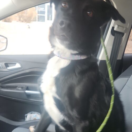 Reno, an adoptable Black Labrador Retriever, Border Collie in Grand Junction, CO, 81503 | Photo Image 6