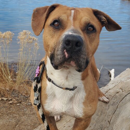 Shorty, an adoptable Basset Hound, Pit Bull Terrier in Grand Junction, CO, 81503 | Photo Image 2