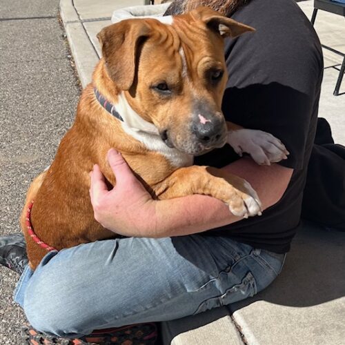Shorty, an adoptable Basset Hound, Pit Bull Terrier in Grand Junction, CO, 81503 | Photo Image 3