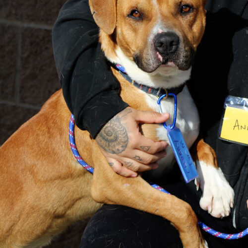 Shorty, an adoptable Basset Hound, Pit Bull Terrier in Grand Junction, CO, 81503 | Photo Image 4