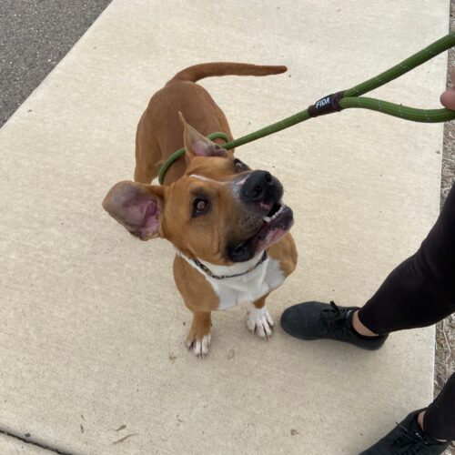 Shorty, an adoptable Basset Hound, Pit Bull Terrier in Grand Junction, CO, 81503 | Photo Image 5