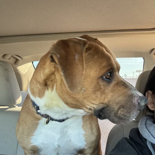 Shorty, an adoptable Basset Hound, Pit Bull Terrier in Grand Junction, CO, 81503 | Photo Image 6