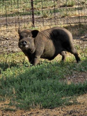 Wallace, Young Male Pig