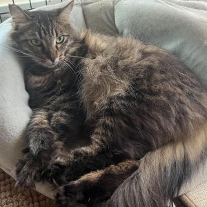Sweet beautiful Tabitha was rescued from the streets in the nick of time Unbeknownst to her I cou
