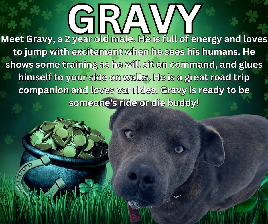 Gravy, an adoptable Pit Bull Terrier in Kenai, AK, 99611 | Photo Image 1