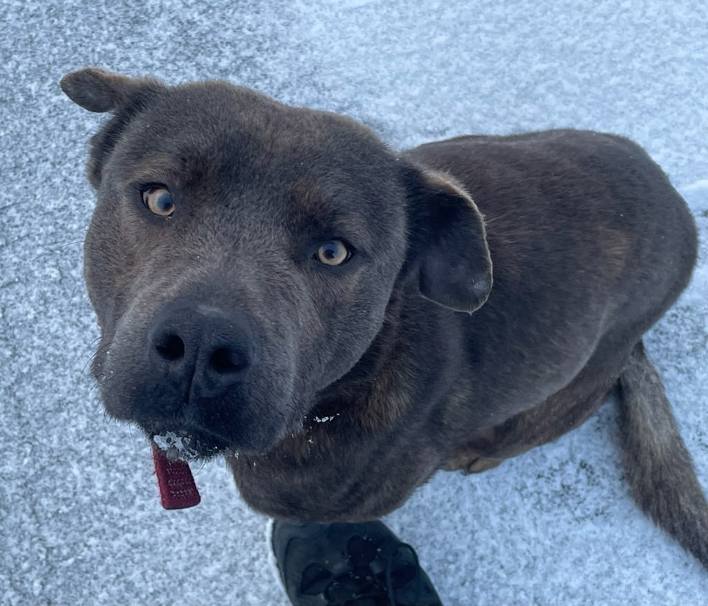 Gravy, an adoptable Pit Bull Terrier in Kenai, AK, 99611 | Photo Image 2