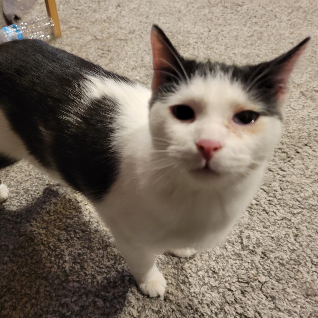 Elton, an adoptable Domestic Short Hair in Mondovi, WI, 54755 | Photo Image 1