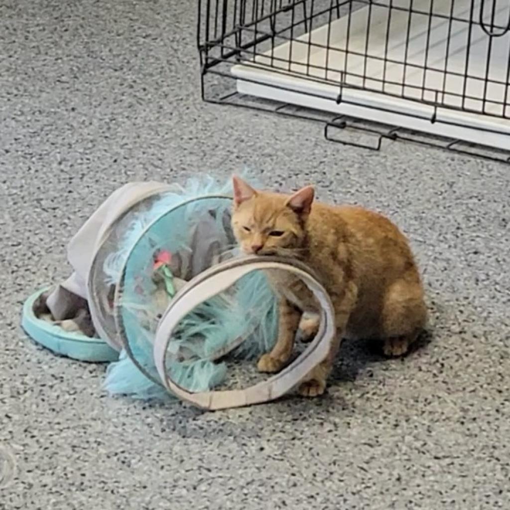 Sunny (mom), an adoptable Domestic Short Hair in Mondovi, WI, 54755 | Photo Image 2