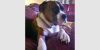 Animais photo 1