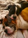 Animais photo 2