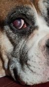 Animais photo 3
