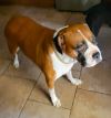 Animais photo 4