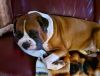 Animais photo 6