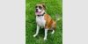 Rosco IV photo 1