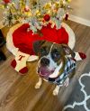 Rosco IV photo 2