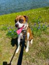 Rosco IV photo 3