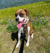 Rosco IV photo 4