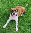 Rosco IV photo 5