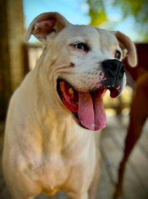Jax VI, Senior Male unknown