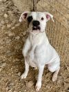 Kayman - Permanent Foster photo 1