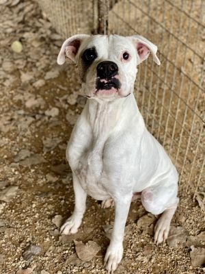 Kayman - Permanent Foster, Senior Male unknown