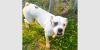 Kayman - Permanent Foster photo 3