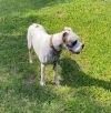 Kayman - Permanent Foster photo 5