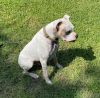 Kayman - Permanent Foster photo 6