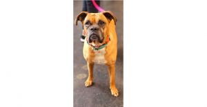 Aziza, Senior Female Boxer