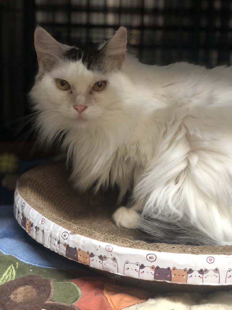 Darling Dolores, an adoptable Munchkin, Domestic Long Hair in Randolph, MA, 02368 | Photo Image 1