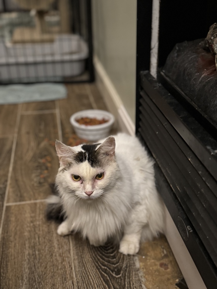 Darling Dolores, an adoptable Munchkin, Domestic Long Hair in Randolph, MA, 02368 | Photo Image 2