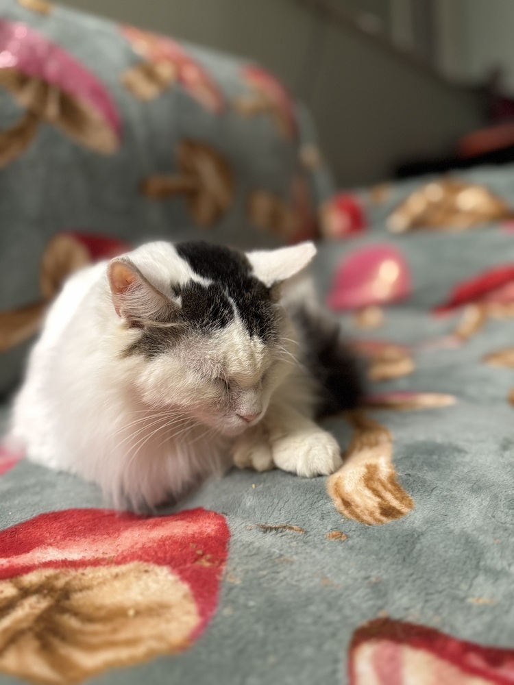 Darling Dolores, an adoptable Munchkin, Domestic Long Hair in Randolph, MA, 02368 | Photo Image 3